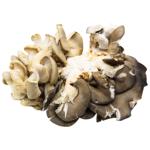 Oyster Mushroom